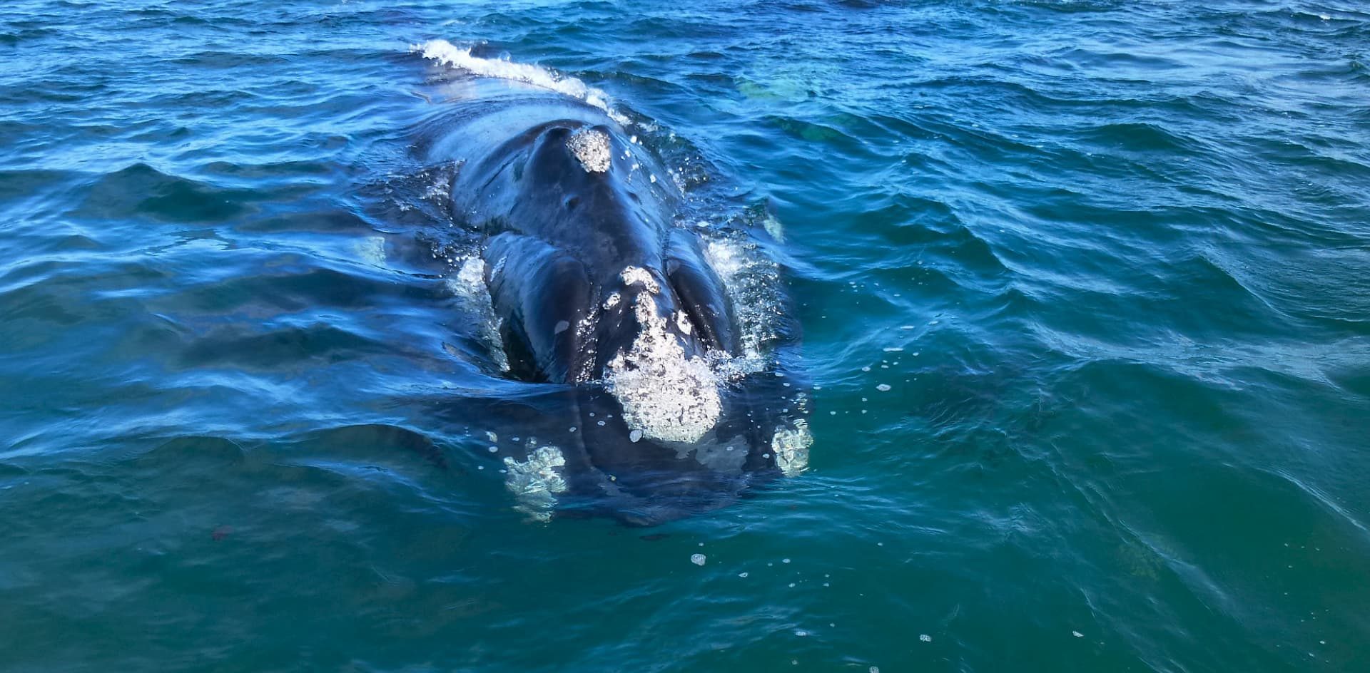 Récord de avistamientos de la ballena franca austral en Península Valdés