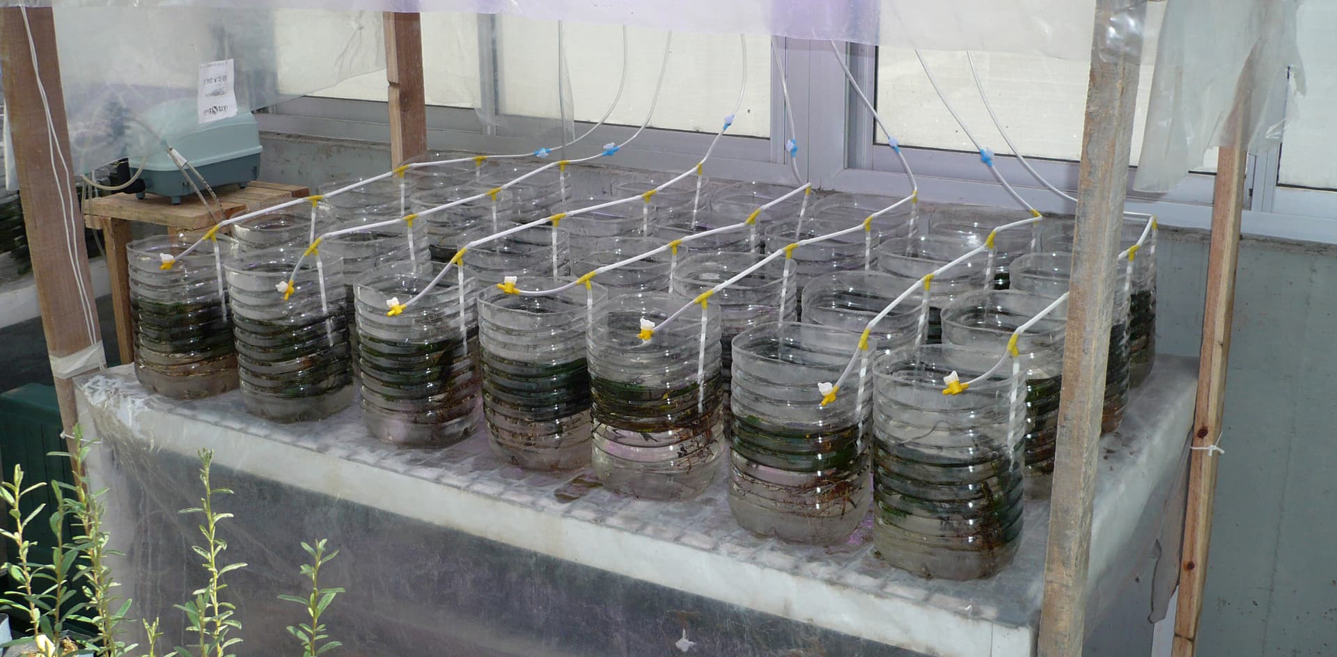 Experimentan con plantas acuáticas para atrapar sustancias tóxicas provenientes de desechos industriales
