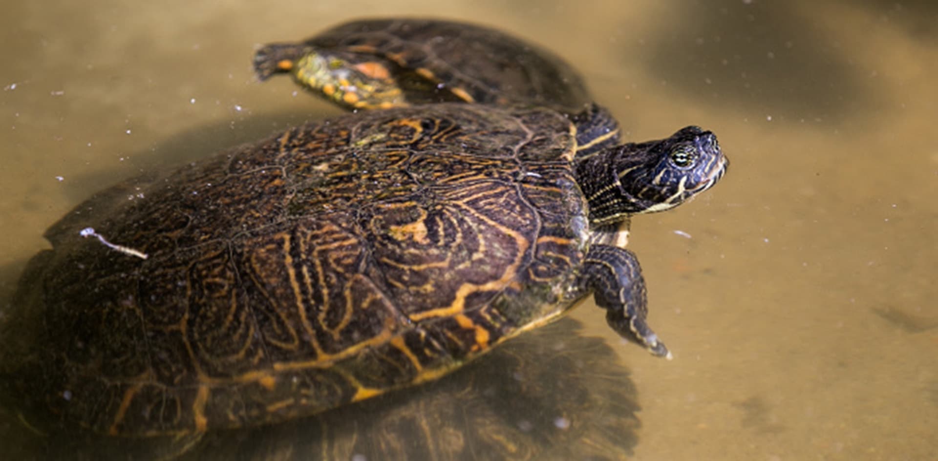 Recomiendan regular la importación de tortugas exóticas por su potencial invasor