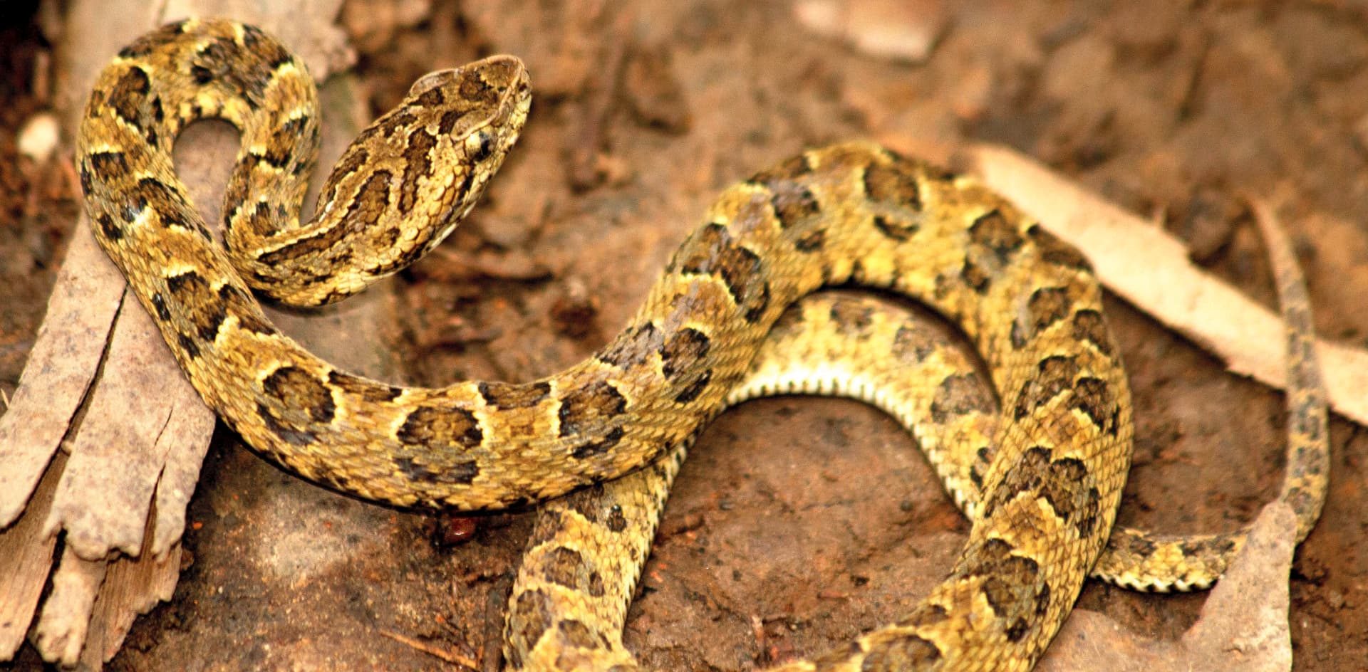 Descubren una nueva especie de serpiente yarará en una reserva natural peruana