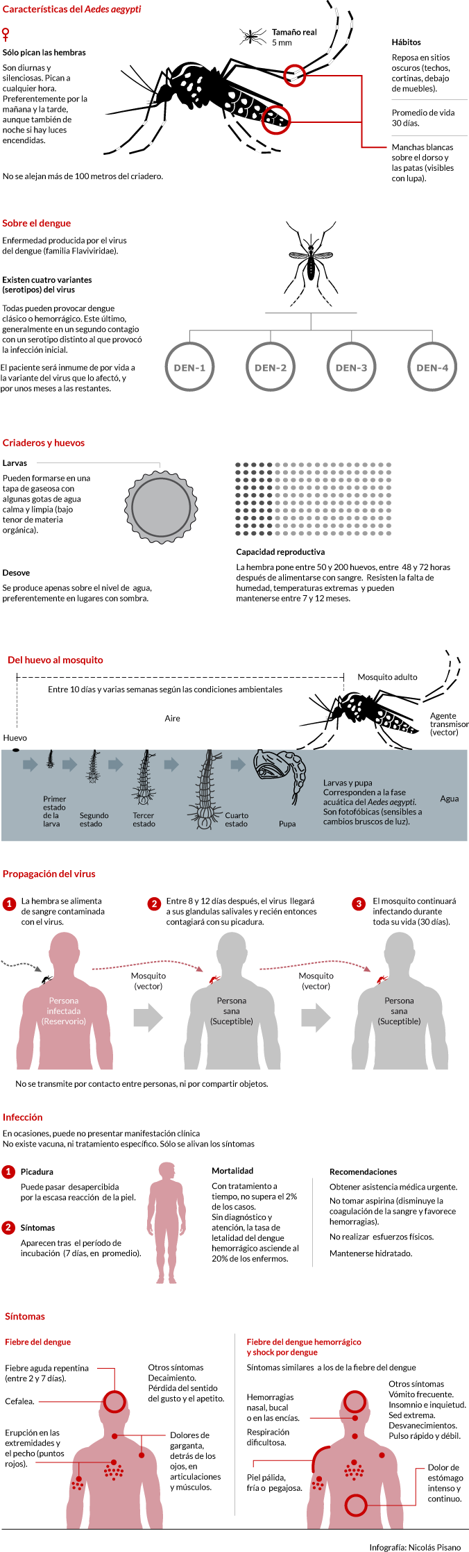 Infografía - Dengue