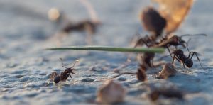 UNCiencia_que-podemos-aprender-de-las-hormigas-01-1920