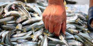 Las concentraciones de mercurio y arsénico en peces del embalse Río Tercero podrían afectar la salud de quienes los consumen