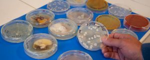 Cómo se crean bioinsumos agropecuarios en la UNC, a partir de hongos y bacterias