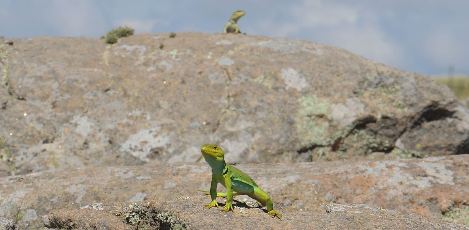 El lagarto cordobés que cambia de color para mostrar sus habilidades de competencia