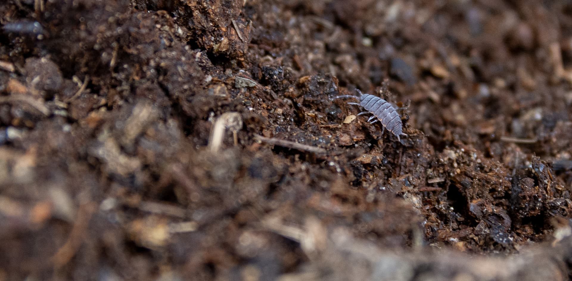 Investigación global revela la pérdida alarmante de organismos del suelo por prácticas agrícolas intensivas