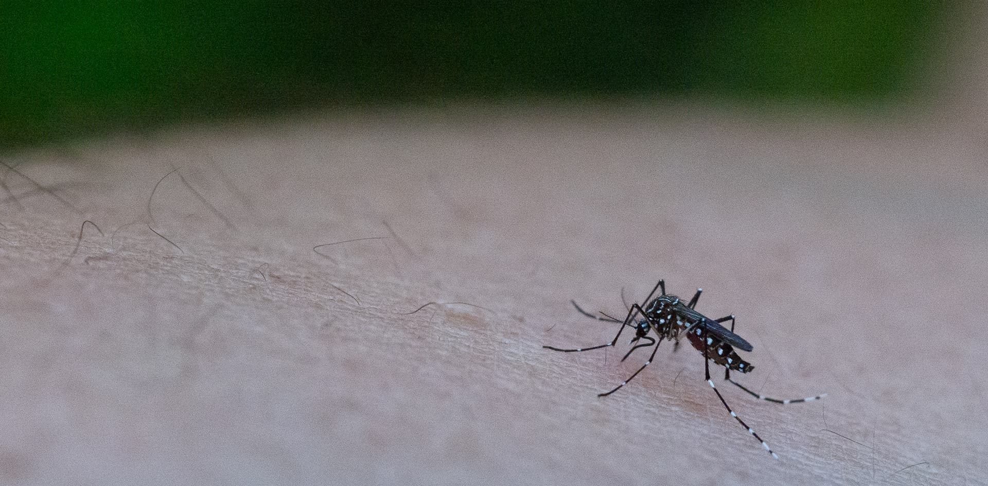 Dengue: cómo son los modelos predictivos para evitar saturaciones en el sistema de salud