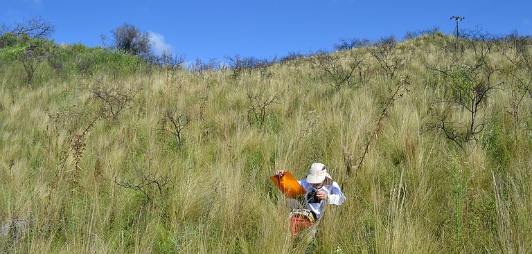 Estudian la integridad del ecosistema de Sierras Chicas y su “biodiversidad oscura” 