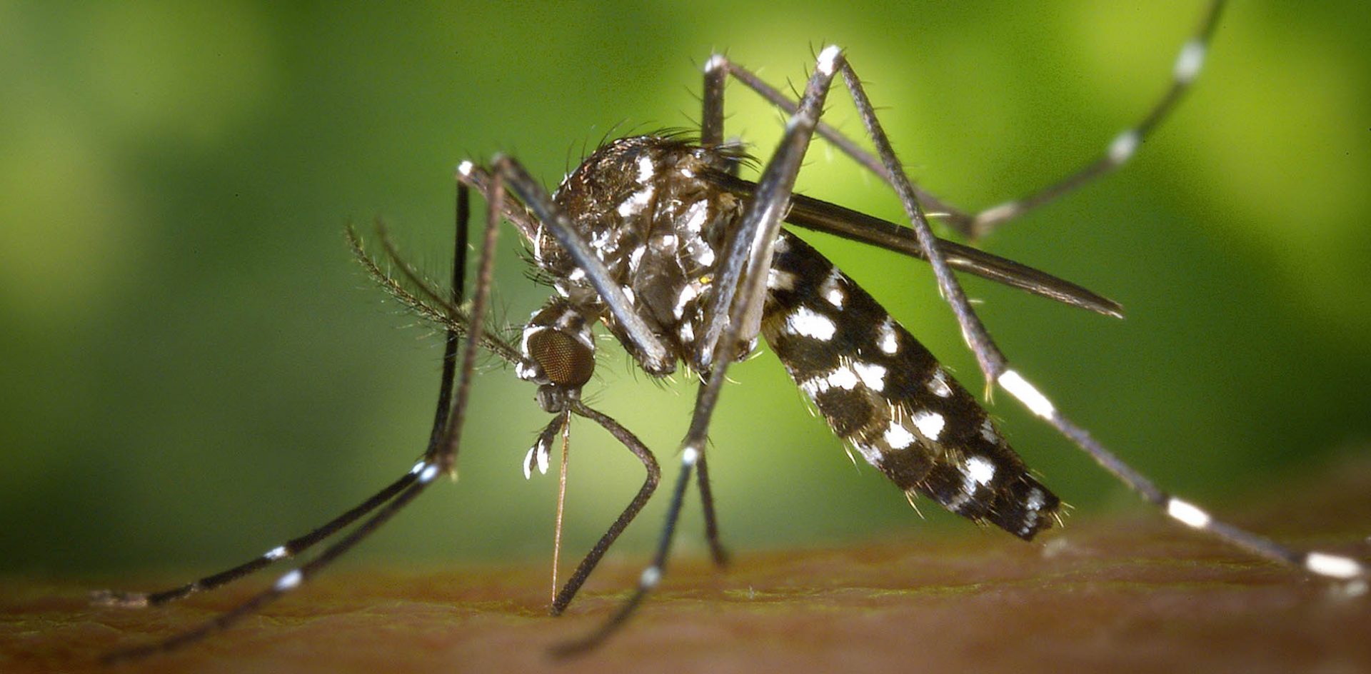 Nuevos mapas focalizan los sectores con más riesgo de circulación del dengue en la ciudad de Córdoba