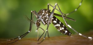 mosquito 1920